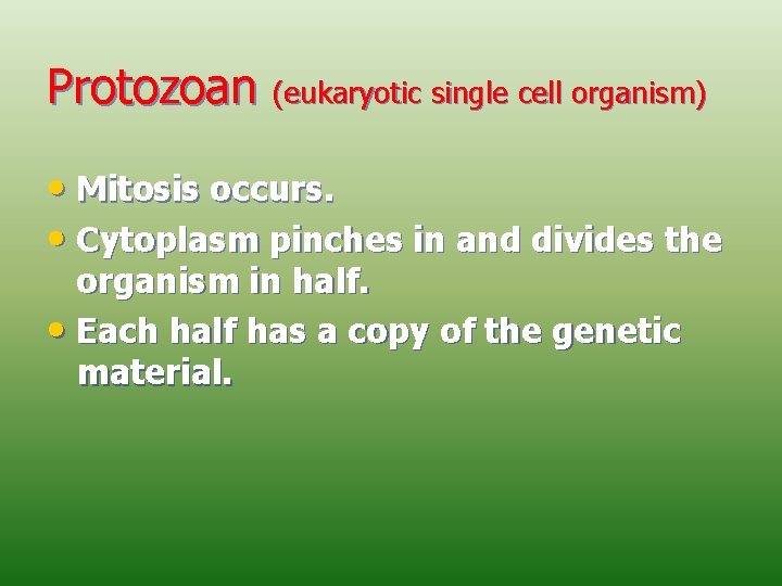 Protozoan (eukaryotic single cell organism) • Mitosis occurs. • Cytoplasm pinches in and divides