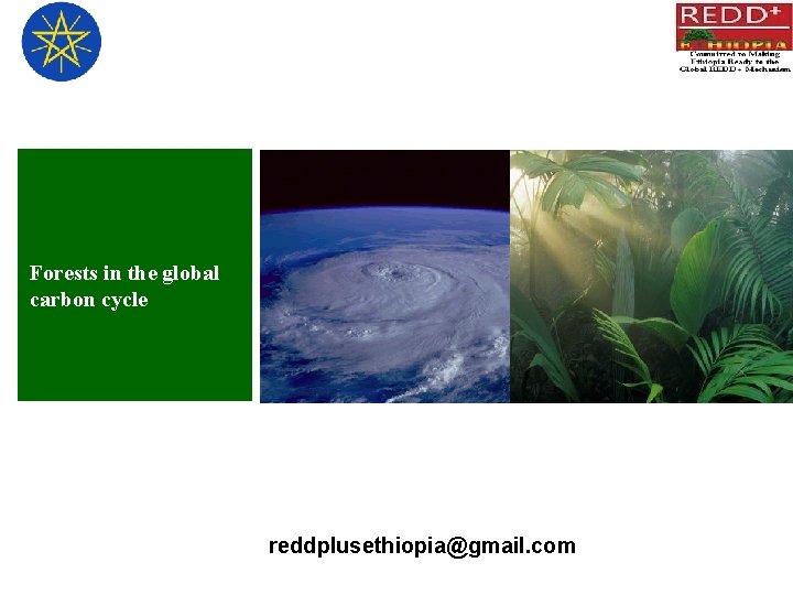 Forests in the global carbon cycle reddplusethiopia@gmail. com 