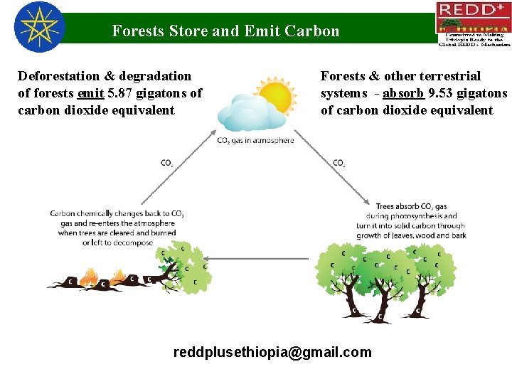 Forests Store and Emit Carbon Deforestation & degradation of forests emit 5. 87 gigatons