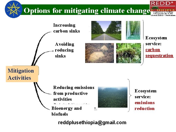 Options for mitigating climate change Increasing carbon sinks Avoiding reducing sinks Ecosystem service: carbon