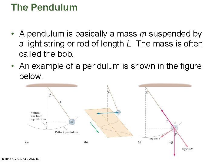 The Pendulum • A pendulum is basically a mass m suspended by a light