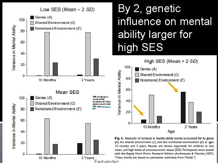 By 2, genetic influence on mental ability larger for high SES Effect of genes By 2, genetic influence on mental ability larger for high SES Effect of genes