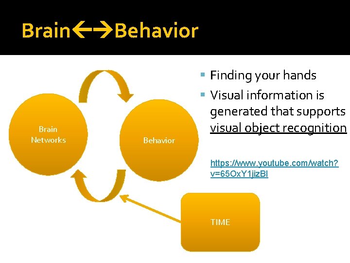 Brain Behavior Finding your hands Visual information is Brain Networks Behavior generated that supports Brain Behavior Finding your hands Visual information is Brain Networks Behavior generated that supports