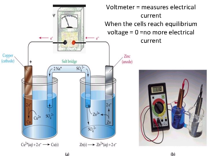 Voltmeter = measures electrical current When the cells reach equilibrium voltage = 0 =no