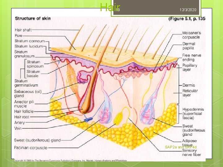 1232020 Integumentary System Chapter 5 1 Sap 2