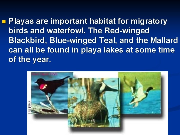 n Playas are important habitat for migratory birds and waterfowl. The Red-winged Blackbird, Blue-winged