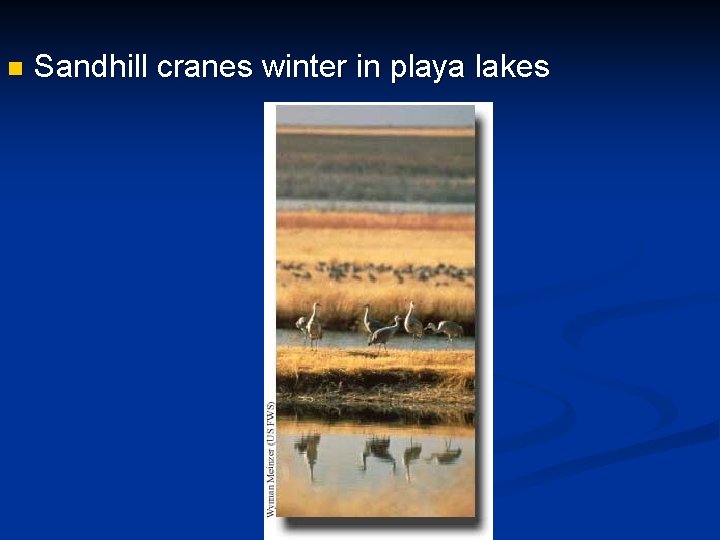 n Sandhill cranes winter in playa lakes 