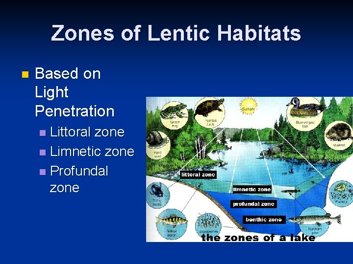 Zones of Lentic Habitats n Based on Light Penetration Littoral zone n Limnetic zone