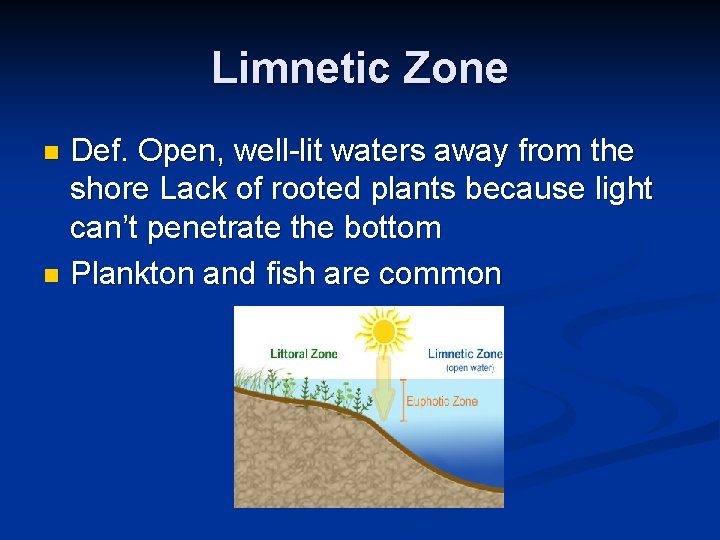 Limnetic Zone Def. Open, well-lit waters away from the shore Lack of rooted plants