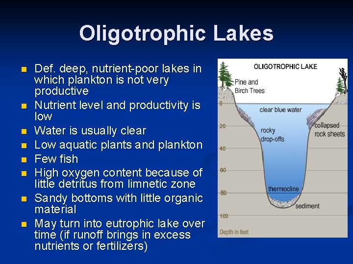 Oligotrophic Lakes n n n n Def. deep, nutrient-poor lakes in which plankton is