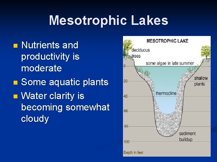 Mesotrophic Lakes Nutrients and productivity is moderate n Some aquatic plants n Water clarity