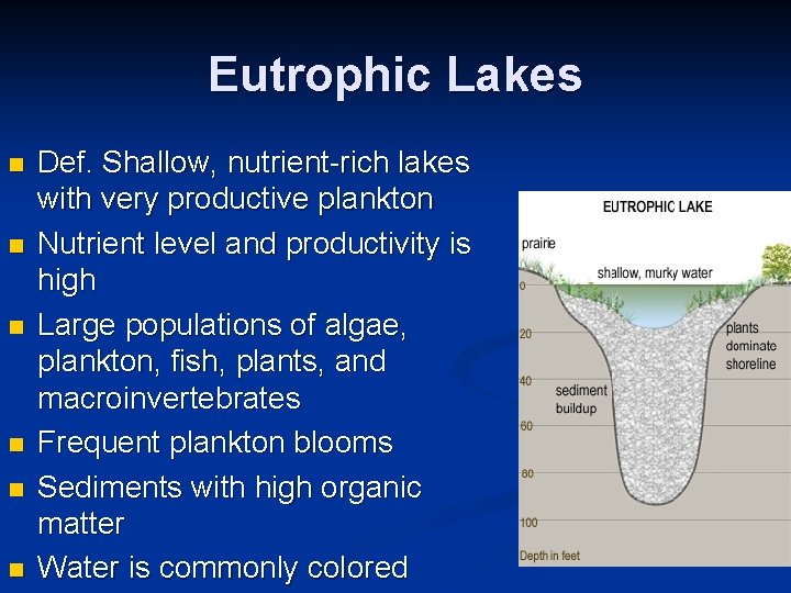 Eutrophic Lakes n n n Def. Shallow, nutrient-rich lakes with very productive plankton Nutrient