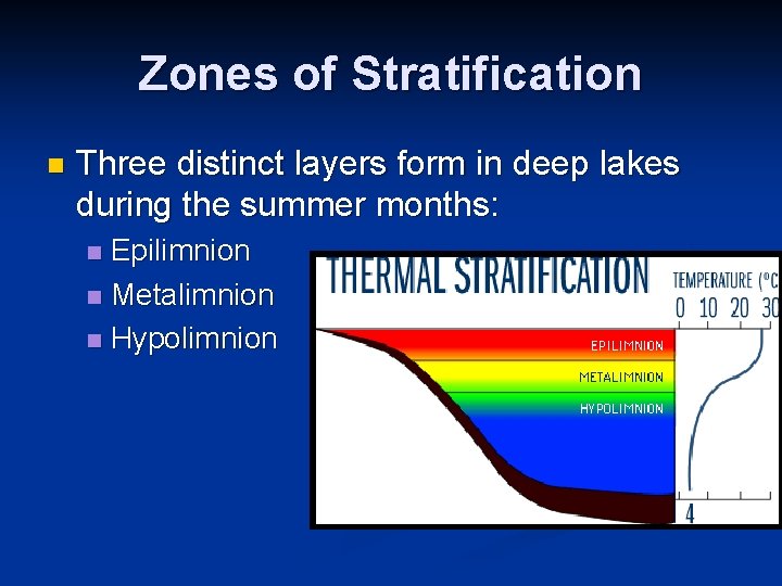 Zones of Stratification n Three distinct layers form in deep lakes during the summer