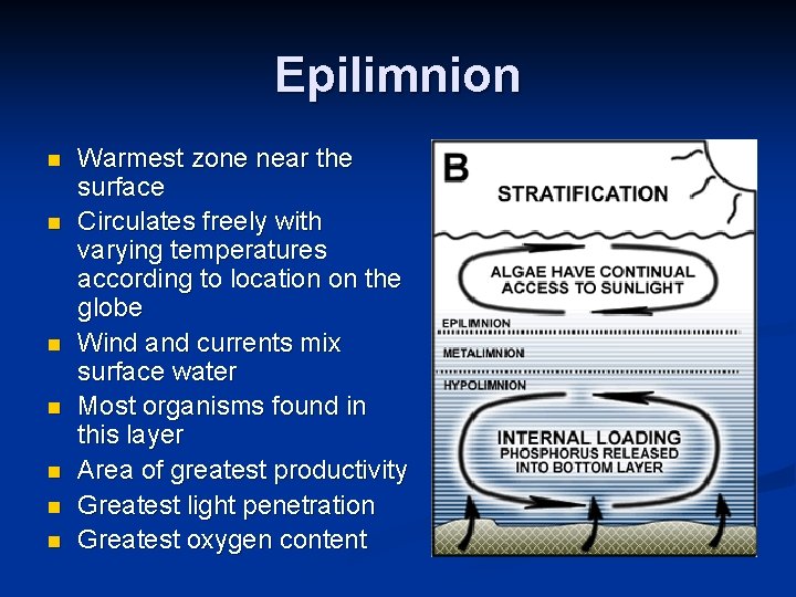 Epilimnion n n n Warmest zone near the surface Circulates freely with varying temperatures