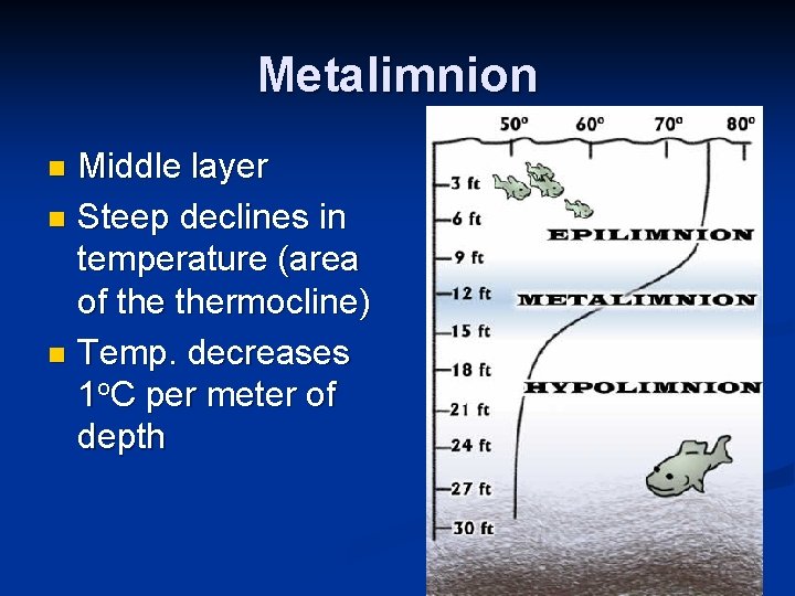 Metalimnion Middle layer n Steep declines in temperature (area of thermocline) n Temp. decreases