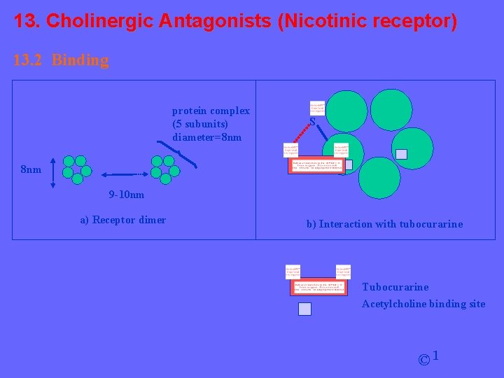 13. Cholinergic Antagonists (Nicotinic receptor) 13. 2 Binding protein complex (5 subunits) diameter=8 nm