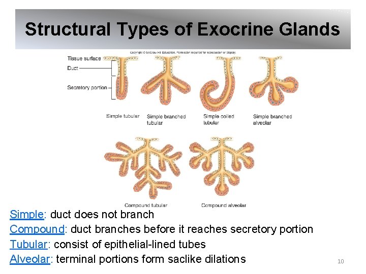 Structural Types of Exocrine Glands Simple: duct does not branch Compound: duct branches before