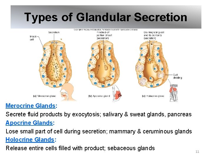 Types of Glandular Secretion Merocrine Glands: Secrete fluid products by exocytosis; salivary & sweat