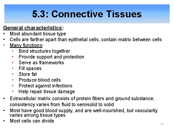 5. 3: Connective Tissues General characteristics: • Most abundant tissue type • Cells are