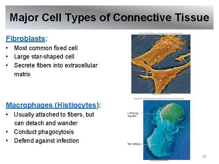 Major Cell Types of Connective Tissue Fibroblasts: • Most common fixed cell • Large