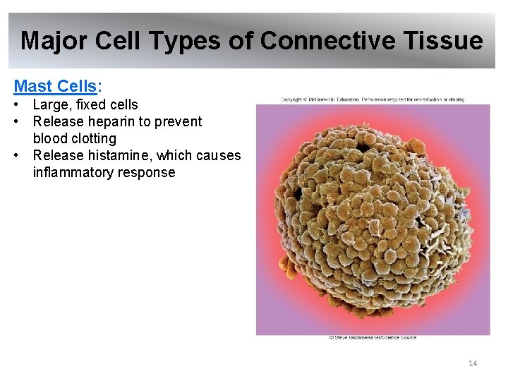 Major Cell Types of Connective Tissue Mast Cells: • Large, fixed cells • Release