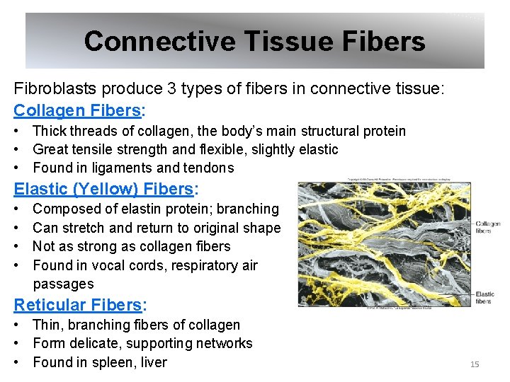 Connective Tissue Fibers Fibroblasts produce 3 types of fibers in connective tissue: Collagen Fibers: