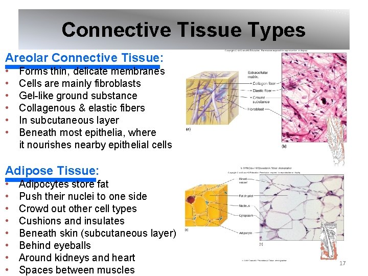 Connective Tissue Types Areolar Connective Tissue: • • • Forms thin, delicate membranes Cells