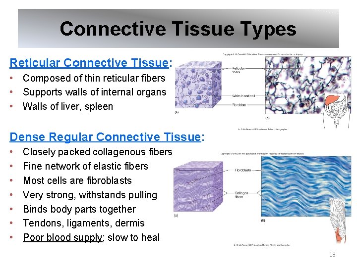 Connective Tissue Types Reticular Connective Tissue: • Composed of thin reticular fibers • Supports