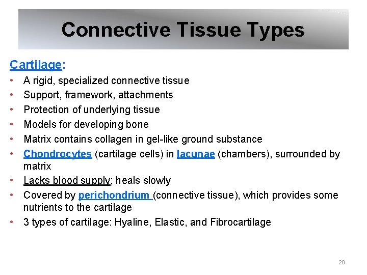 Connective Tissue Types Cartilage: • • • A rigid, specialized connective tissue Support, framework,