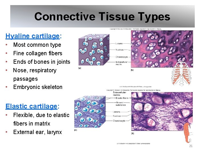 Connective Tissue Types Hyaline cartilage: • • Most common type Fine collagen fibers Ends