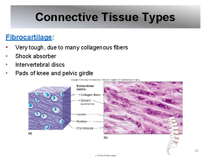 Connective Tissue Types Fibrocartilage: • Very tough, due to many collagenous fibers • •