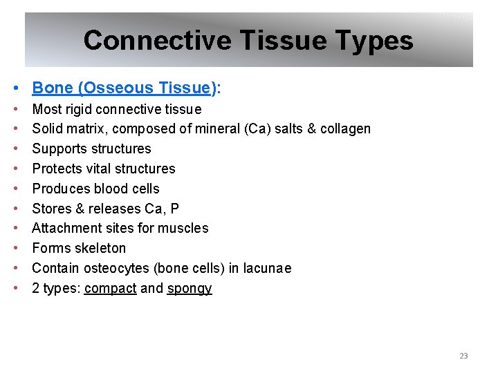 Connective Tissue Types • Bone (Osseous Tissue): • • • Most rigid connective tissue