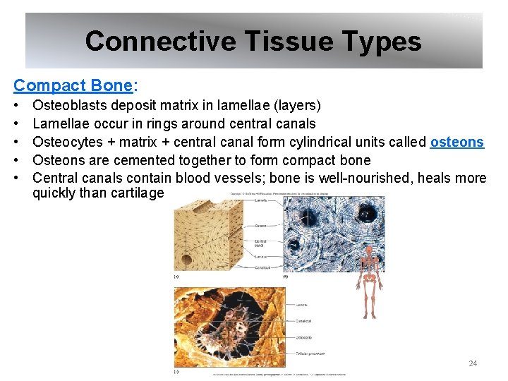 Connective Tissue Types Compact Bone: • • • Osteoblasts deposit matrix in lamellae (layers)