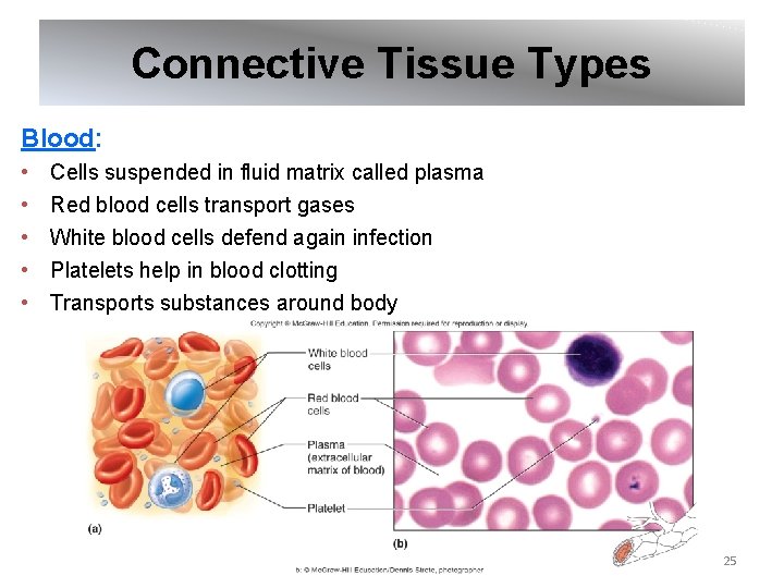 Connective Tissue Types Blood: • • • Cells suspended in fluid matrix called plasma