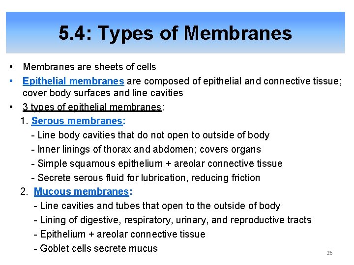 5. 4: Types of Membranes • Membranes are sheets of cells • Epithelial membranes