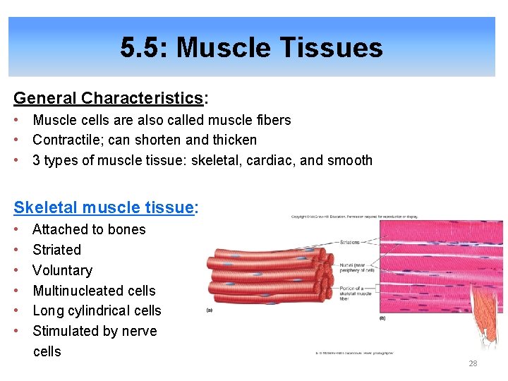 5. 5: Muscle Tissues General Characteristics: • Muscle cells are also called muscle fibers