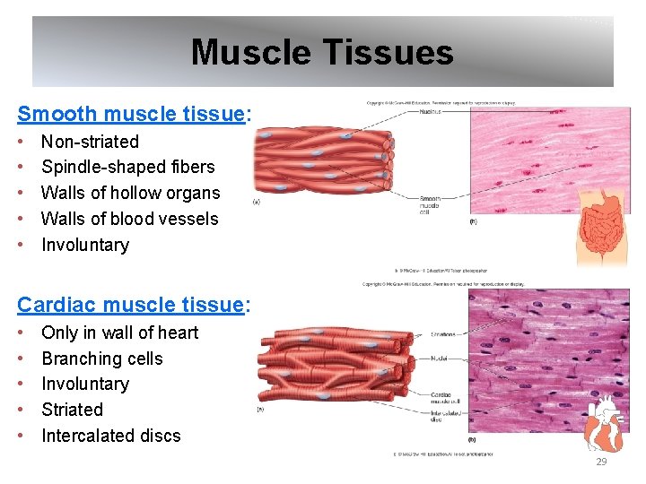 Muscle Tissues Smooth muscle tissue: • • • Non-striated Spindle-shaped fibers Walls of hollow