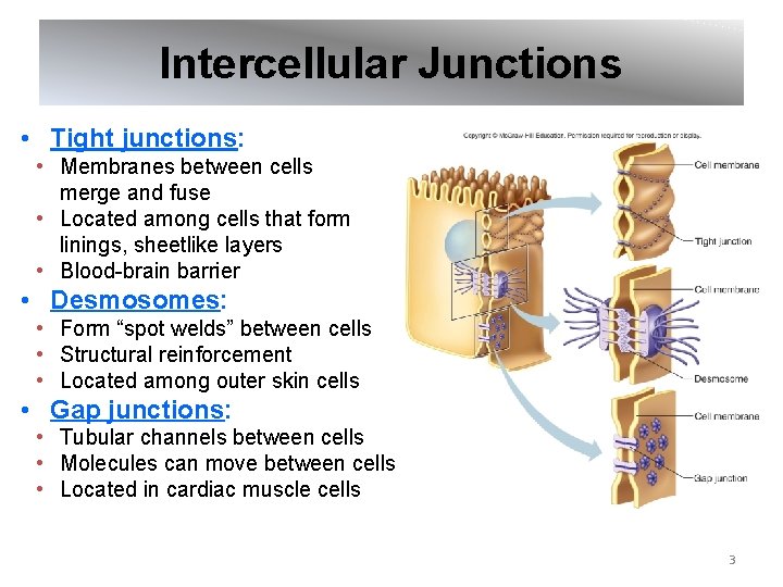 Intercellular Junctions • Tight junctions: • Membranes between cells merge and fuse • Located