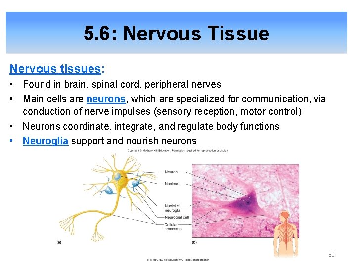 5. 6: Nervous Tissue Nervous tissues: • Found in brain, spinal cord, peripheral nerves