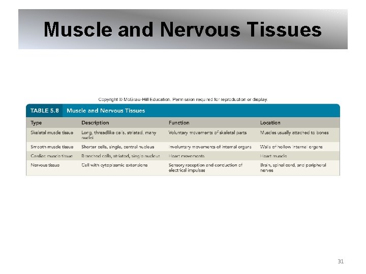Muscle and Nervous Tissues 31 
