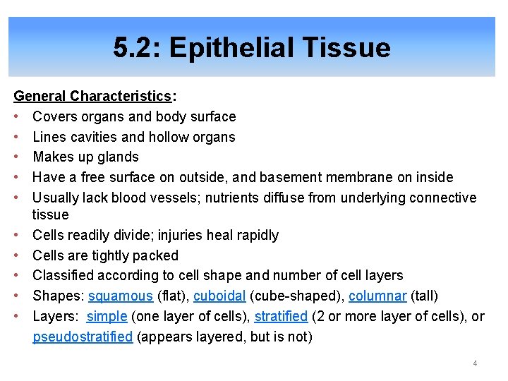 5. 2: Epithelial Tissue General Characteristics: • Covers organs and body surface • Lines