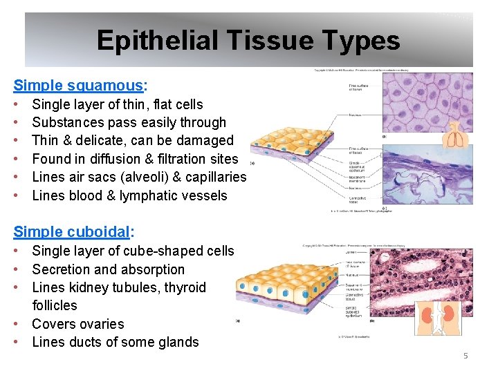 Epithelial Tissue Types Simple squamous: • • • Single layer of thin, flat cells