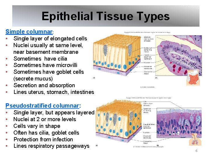 Epithelial Tissue Types Simple columnar: • Single layer of elongated cells • Nuclei usually
