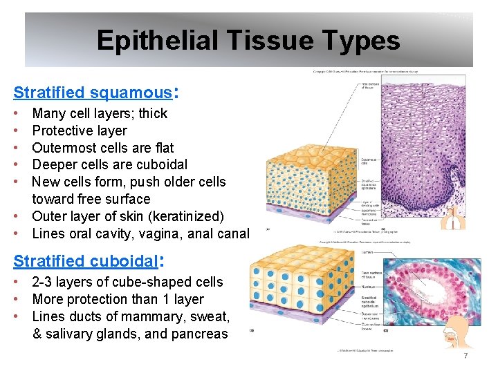 Epithelial Tissue Types Stratified squamous: • • • Many cell layers; thick Protective layer