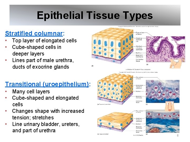 Epithelial Tissue Types Stratified columnar: • Top layer of elongated cells • Cube-shaped cells