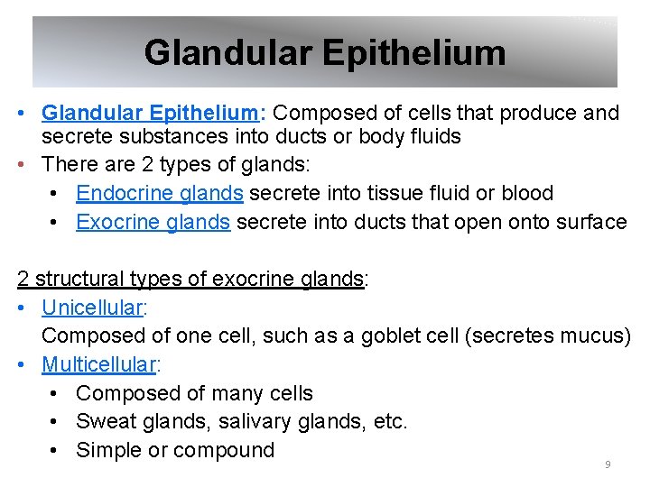 Glandular Epithelium • Glandular Epithelium: Composed of cells that produce and secrete substances into