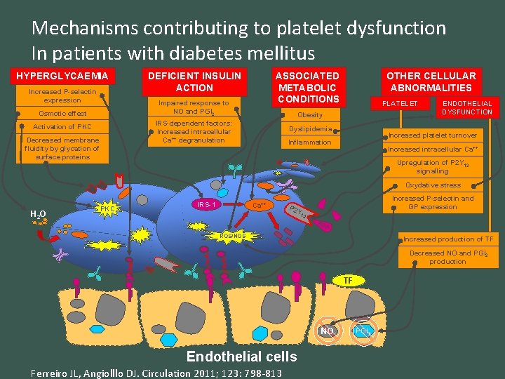 Mechanisms contributing to platelet dysfunction In patients with diabetes mellitus HYPERGLYCAEMIA Increased P-selectin expression