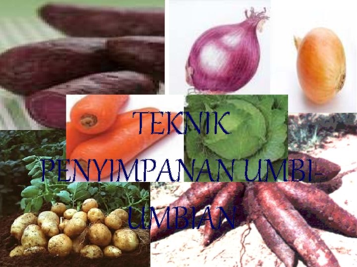 TEKNIK PENYIMPANAN UMBIAN 