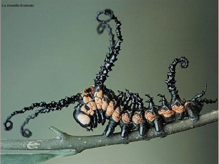 La chenille Brahmin La chenille Brahmin