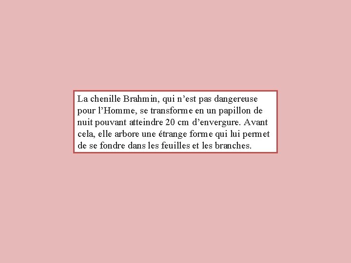 La chenille Brahmin, qui n’est pas dangereuse pour l’Homme, se transforme en un papillon La chenille Brahmin, qui n’est pas dangereuse pour l’Homme, se transforme en un papillon